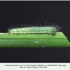lasiommata megera larva2 daghestan1